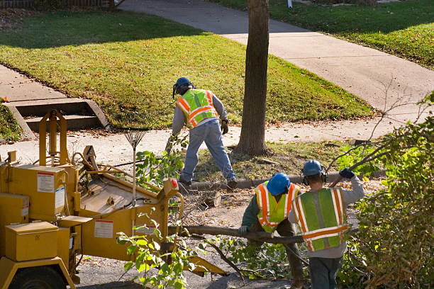 Best Tree Disease Treatment  in Picacho Hills, NM